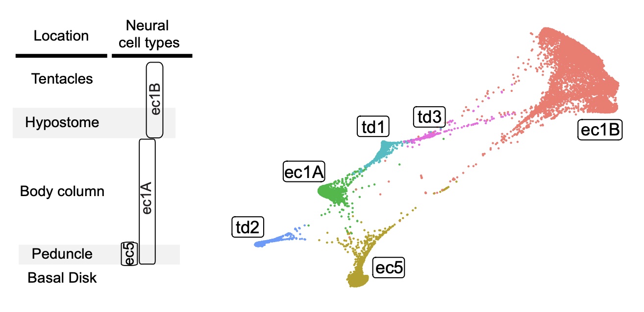 Multiple developmental trajectories that give rise to ectodermal neurons, as visualized using a force-directed layout.