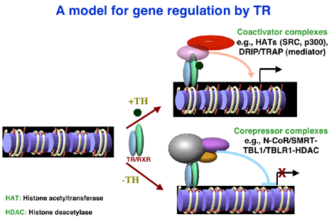 A Model for Gene Regulation TRs.
