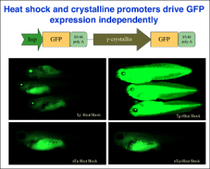 Heat Shock and Crystalline Promoters drive GFP expression independently.