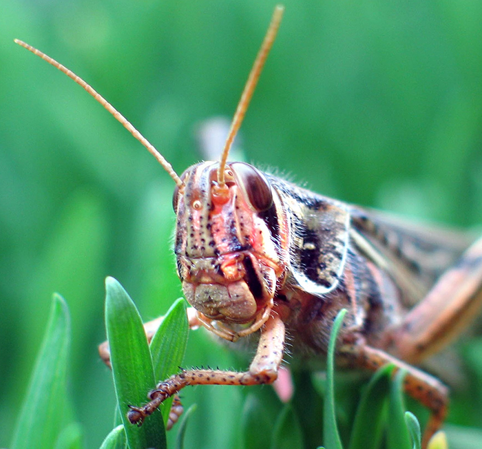 Locust in grass.