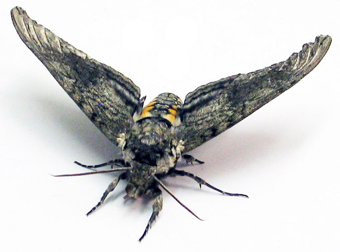 Moth with wings extended.