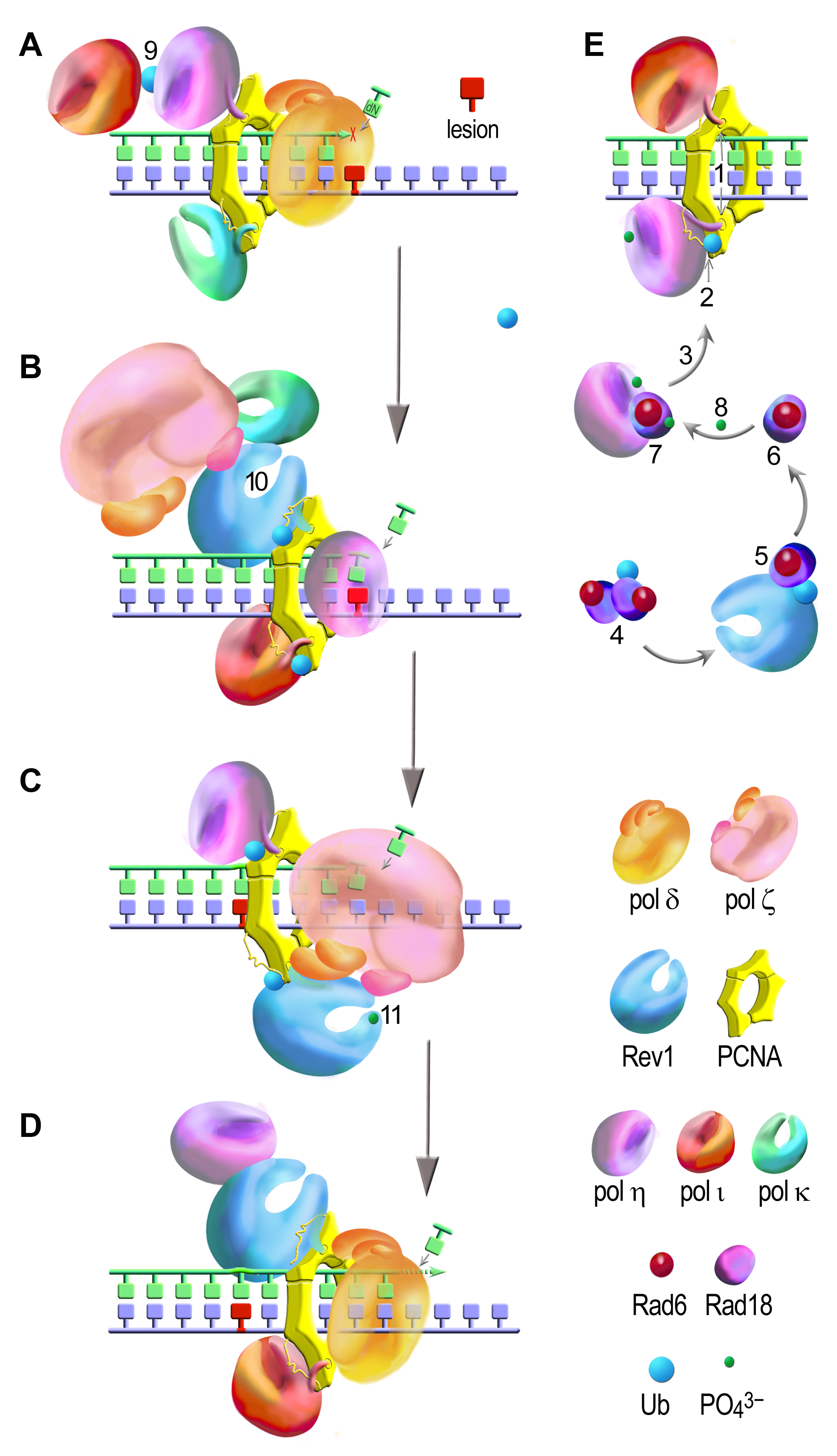 Basic mechanism of TLS in eukaryotic cells.