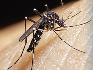 Mosquito on skin