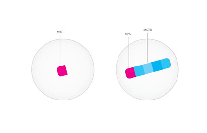 MHC genes