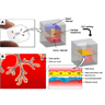 A placenta-on-a-chip microdevice.