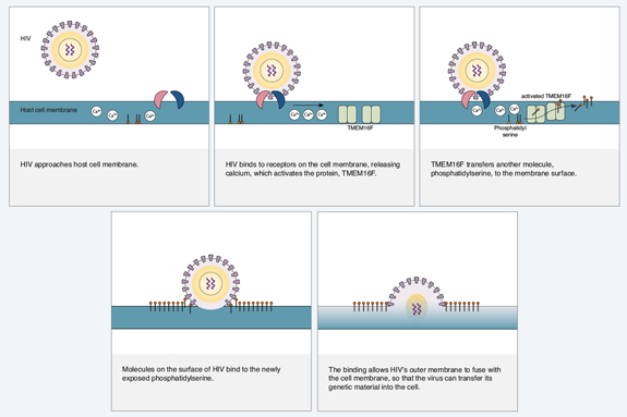 Steps showing HIV using phosphatidyl serine to enter the cell