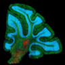 Mouse cerebellum