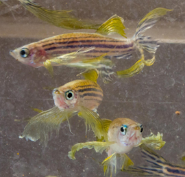 Zebrafish